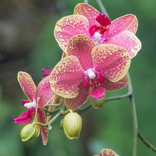 Orchid-4